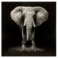 Toile imprimée Éléphant