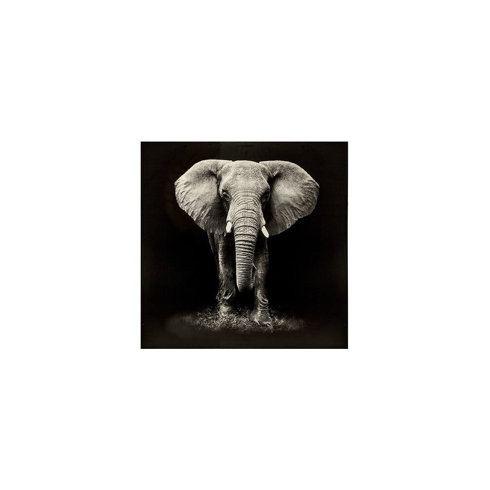 Toile imprimée Éléphant