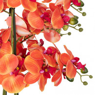 Plante Orchidées Oranges